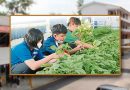 环保小尖兵参与厨余制肥料-宽二种蔬果越肥越美